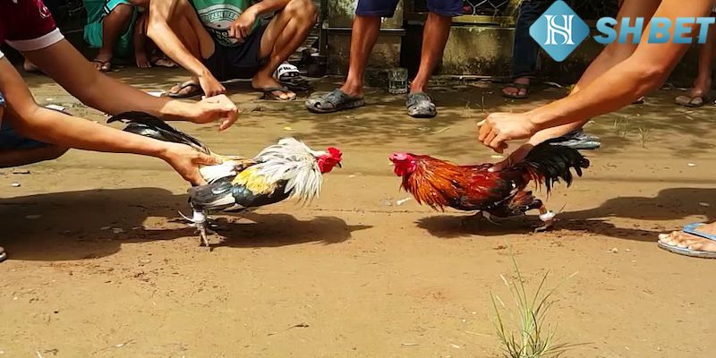 Nơi hội tụ tinh hoa đá gà trực tuyến