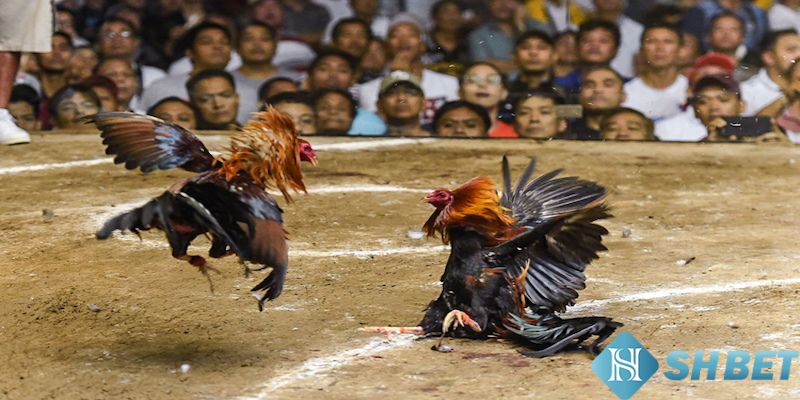 Minh bạch và an toàn khi chơi chọi kê
