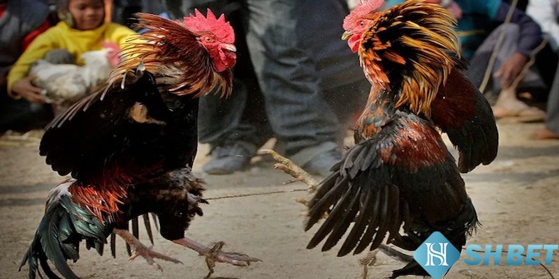 Phân tích lịch sử trận đấu và đánh giá chiến kê