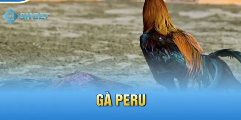 Đá gà Peru là gì Tổng quan về đá gà Peru là gì dễ hiểu nhất