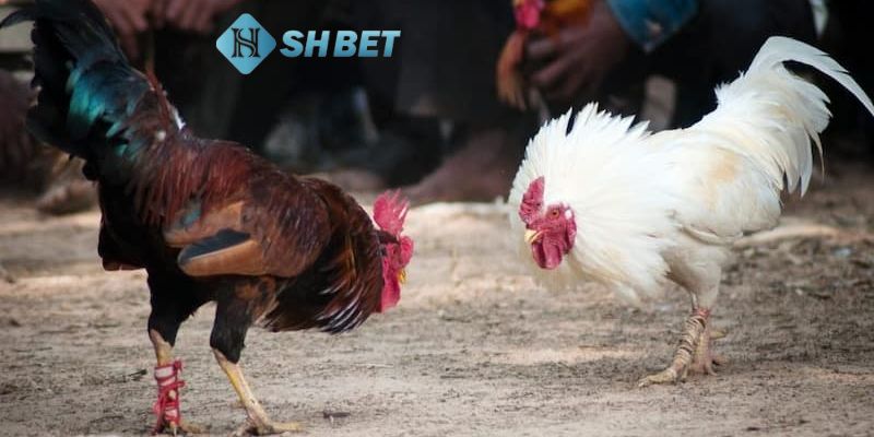 Đá gà Peru là gì Khám phá các hình thức phổ biến trong đá gà Peru là gì?