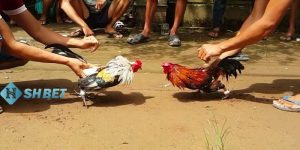 kinh nghiệm chơi đá gà