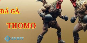 Trực tiếp đá gà Thomo