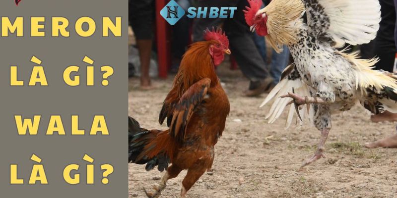 Wala Meron là gì Giải thích về Wala Meron là gì tổng quan nhất?