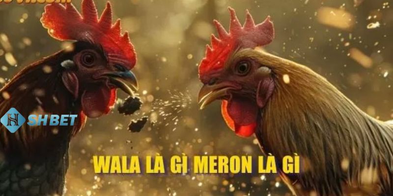 Wala Meron là gì So sánh tỷ lệ thắng trong kèo Wala Meron là gì?