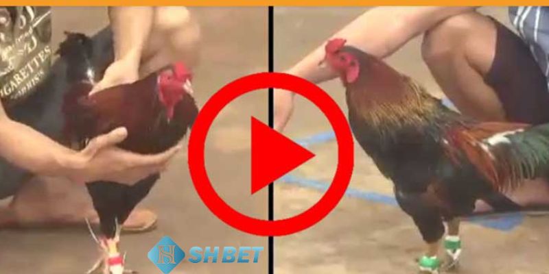Wala Meron là gì Cách lựa chọn đội chiến thắng trong Wala Meron là gì?