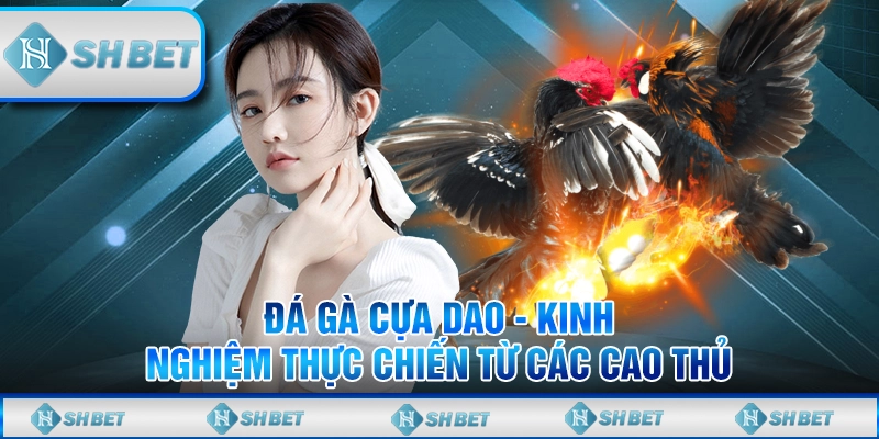 Đá Gà Cựa Dao - Kinh Nghiệm Thực Chiến Từ Các Cao Thủ