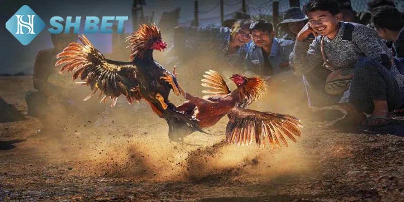 Sơ lược thông tin về đá gà thomo