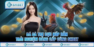 Đá Gà Tre Cực Hấp Dẫn - Trải Nghiệm Đẳng Cấp Cùng SHBET