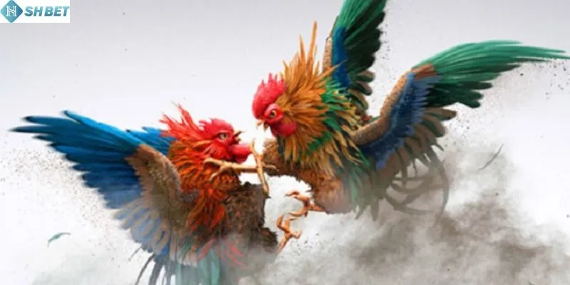 Mẹo tắm khô cho gà chuẩn