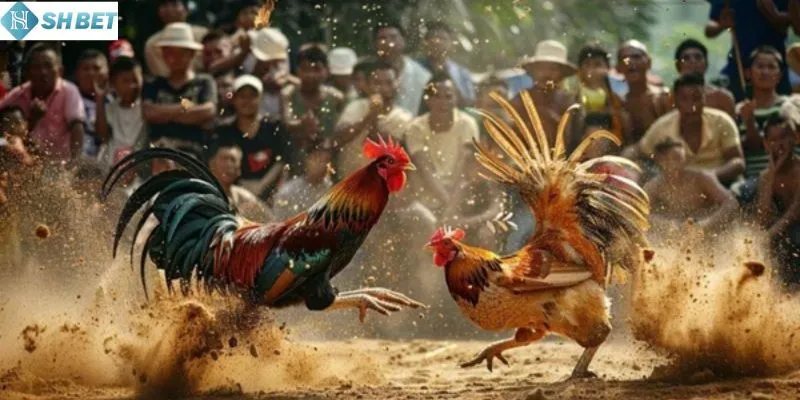 Mẹo tham gia đá gà hay nhất