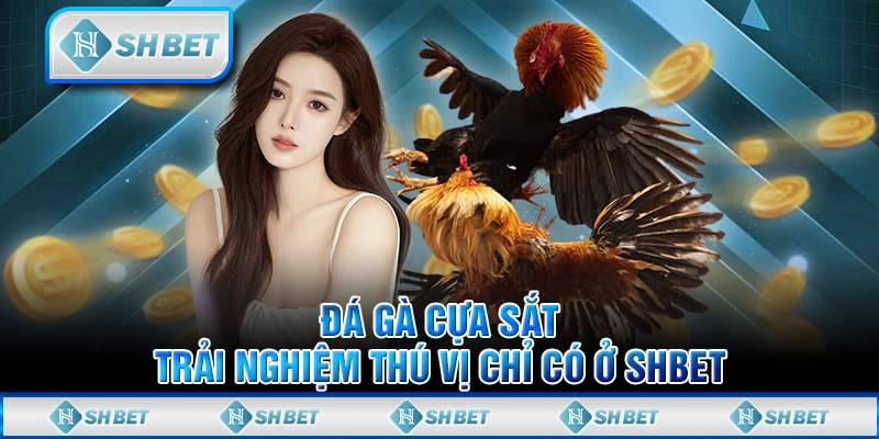 Đá Gà Cựa Sắt - Trải Nghiệm Thú Vị Chỉ Có Ở SHBET